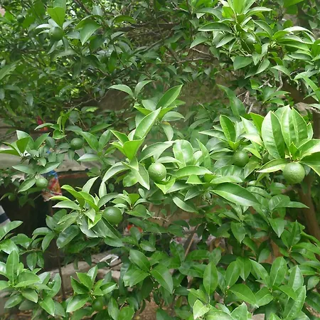 アパート Abeona マカルスカ